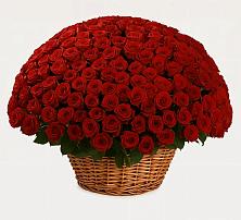 Премиум букет из: Розы #REPLACE_PRED# Касторное